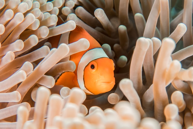 Image of Clownfish